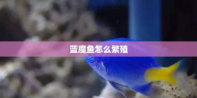 蓝魔鱼怎么繁殖
